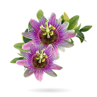 PassionFlower