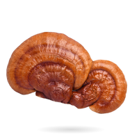 Reishi Mushroom
