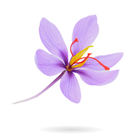 Saffron Extract